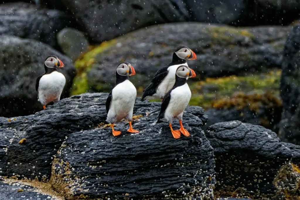 Puffins resting on rocky cliffs in Iceland